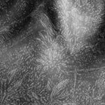 Inked-nature-in-your-spirit_Sarah_04